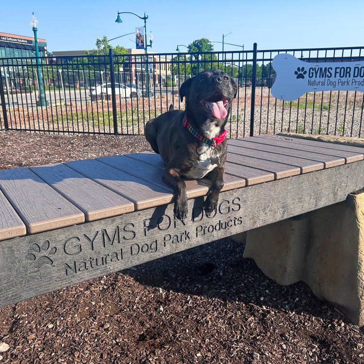 Happy black dog with red collar lounging on a wooden bench at a dog park, with a Bone-shaped sign reading 'GYMS FOR DOGS' nearby.